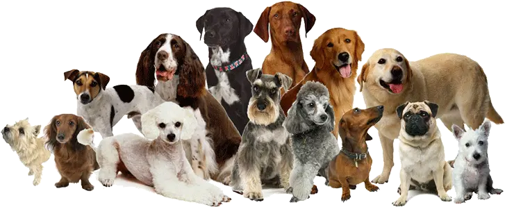 Dog Family Png 22650 Free Icons And Png Backgrounds Different Breeds Of Dogs In One Cute Dog Png