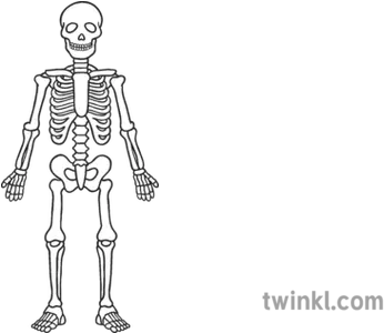 Proportional Skeleton Black And White Esqueleto En Blanco Y Negro Png Skeleton Arm Png