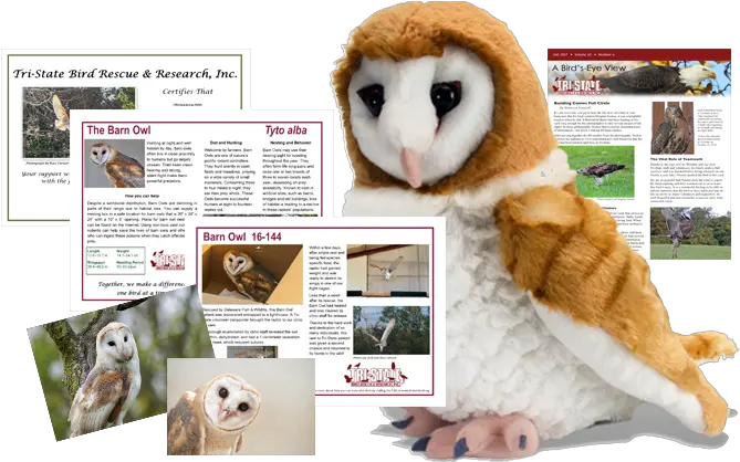 Download Hd Barn Owl Package Ck Barn Owl 12 Plush Barn Owl Soft Toy Png Barn Owl Png