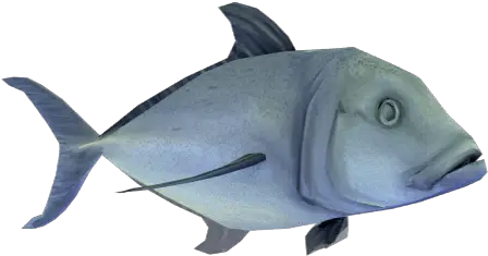 Ulua Fish Transparent Background Png Dead Fish Transparent Fish Transparent Background