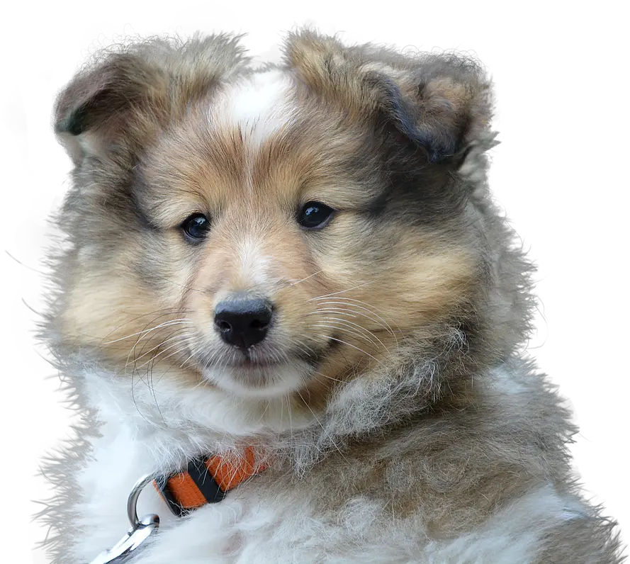 Dog Cute Isolated Lof Chien Png Sad Dog Png