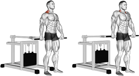 Exercise Database Shoulders45 Bench Press Machine Shrugs Strict Press Png Shrug Png