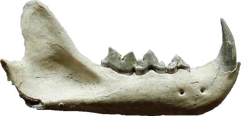 Filepseudaelurus Teethpng Wikimedia Commons Pseudaelurus Fossil Teeth Png