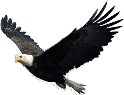 Eagle Head Transparent Png Stickpng Eagle Flying Transparent Background Eagle Head Png