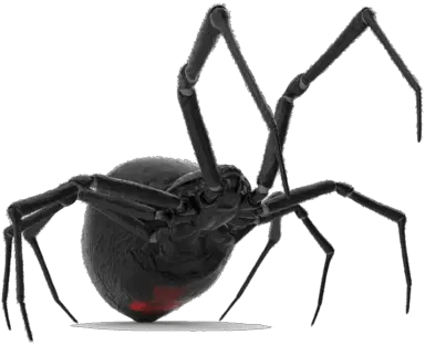 Spider Control In Apple Valley California The Best Service Black Widow Png Black Widow Spider Png