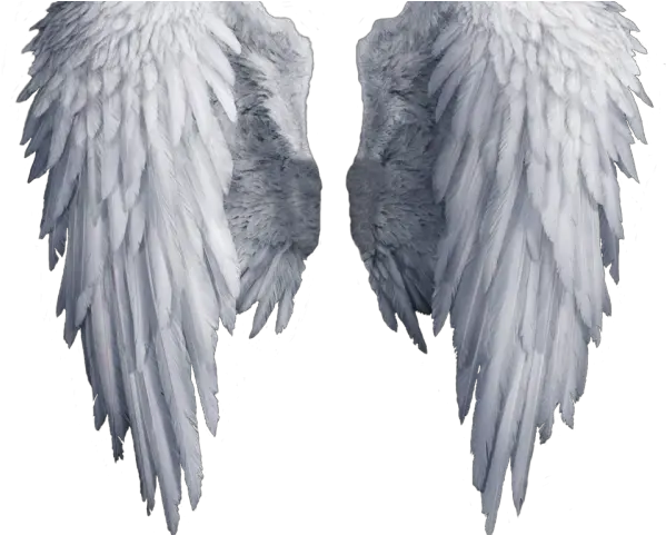 Angel Outline Png White Angel Wings Png Angel Transparent Background