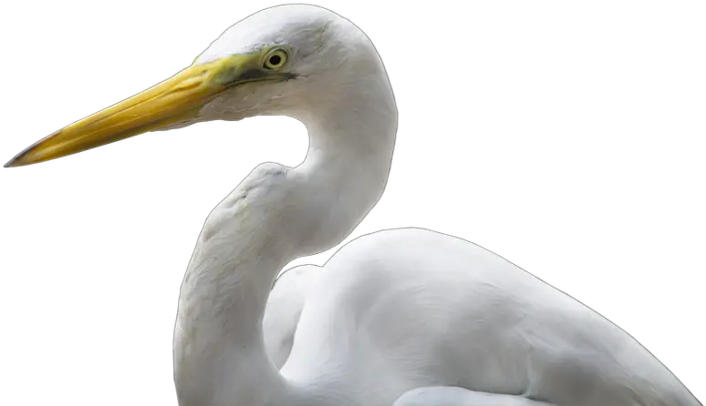 Bird Images Great Egret Png Crane Bird Png