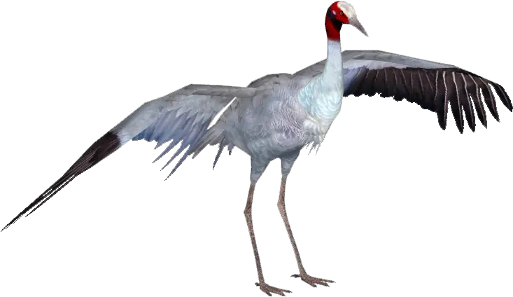 Sarus Crane Bird Png Image With No Crane Bird Png Crane Bird Png