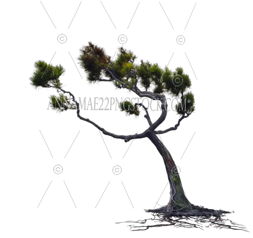 Wind Blown Pine Tree With Roots Png Wind Tree Png Pine Tree Transparent