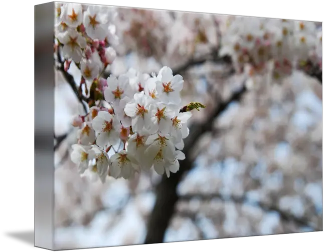 Cherry Blossom Cherry Blossom Png Sakura Tree Png