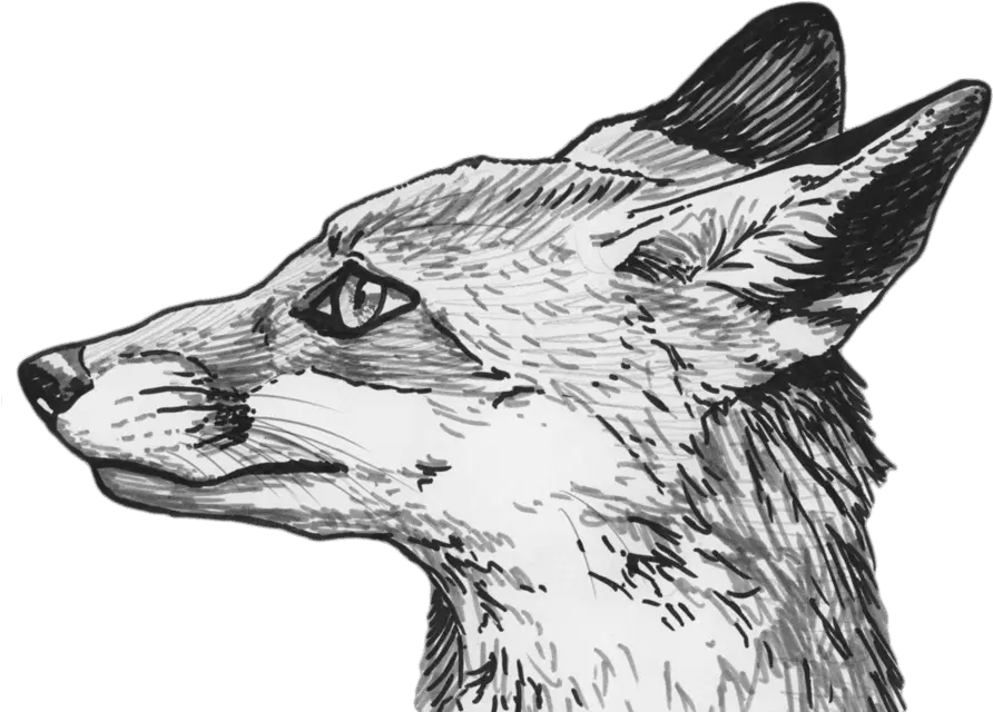 Fox Fox Sketch Png Fox Head Png