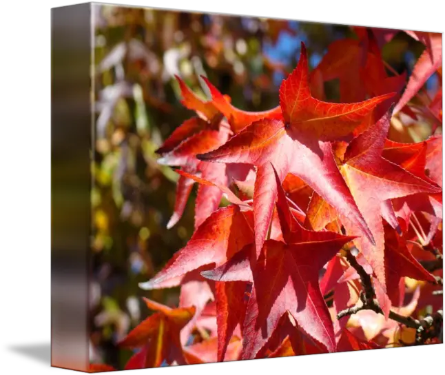 Red Autumn Leave Art Prints Fall Trees By Baslee Troutman Fine Maple Leaf Png Fall Trees Png