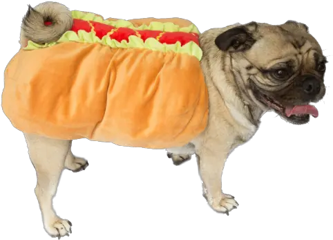 Pug Hot Dog Dachshund For Halloween Dog Clothes Png Pug Transparent