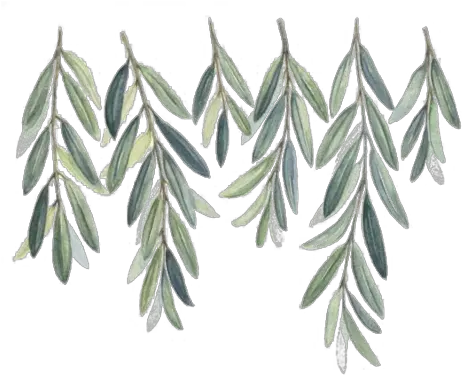 Download Watercolor Olive Branch Png Bible Stickers Redbubble Olive Branch Png