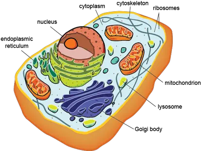 Dna Found In Eukaryotic Cells Png Image Eukaryotic Cell Structure Cells Png