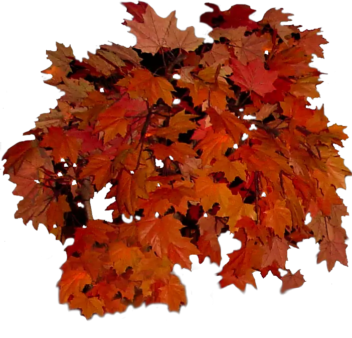 Real Fall Leaves Png Picture 613270 Real Fall Leaves Png Autumn Leaves Png