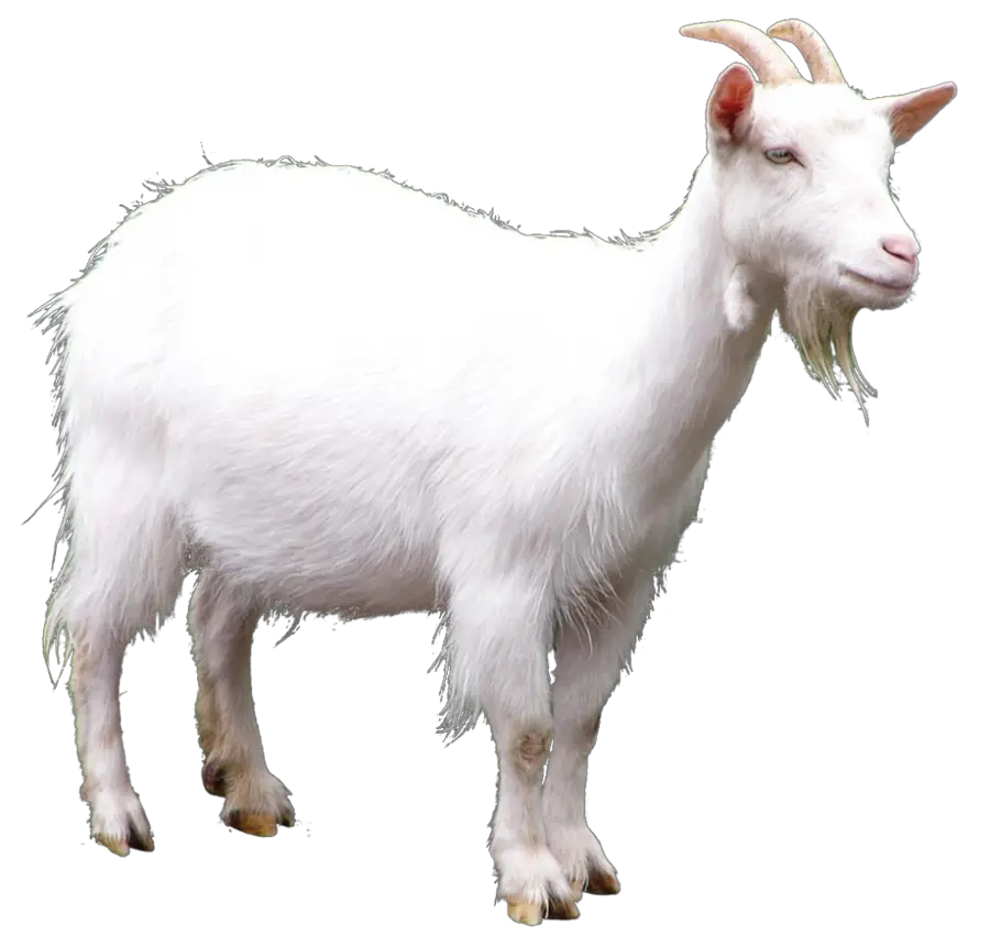 Goats Png Sheep Transportation Goats Horses Brown White Goat Transparent Background Goat Emoji Png