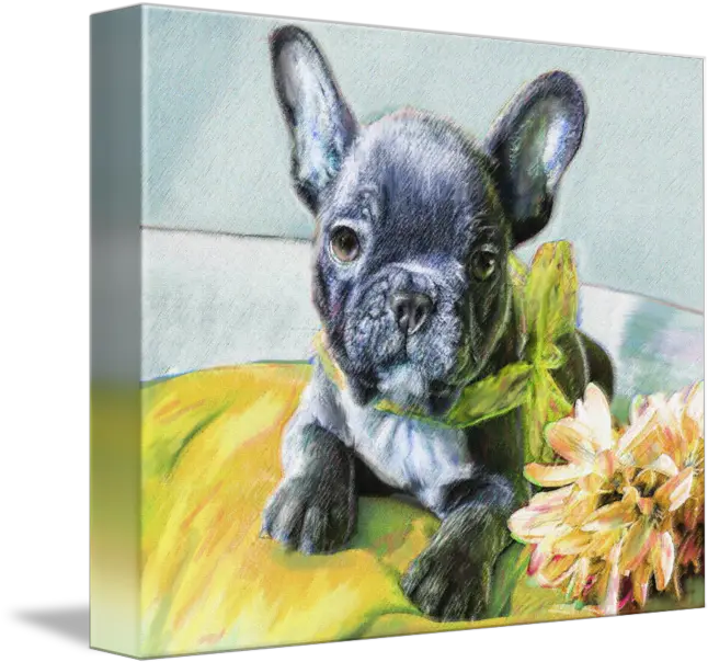Gabriel A French Bulldog Puppy By Jane Schnetlage French Bulldog Png Gabe The Dog Png