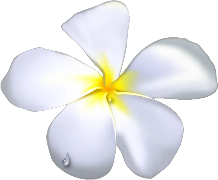 Plumeria Flower Png Black Outline White Flowers Temple Temple Flower Clipart Plumeria Flower Png