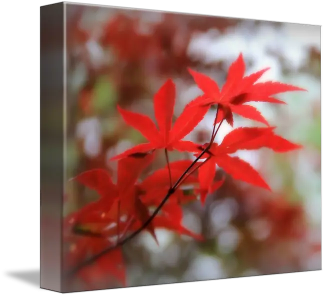 Japanese Maple Maple Leaf Png Japanese Maple Png