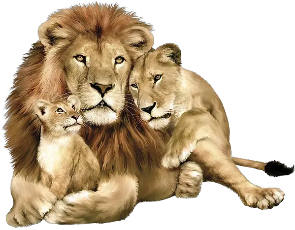 Lion Png Image Free Download Lion Lioness And Cub Lion Transparent