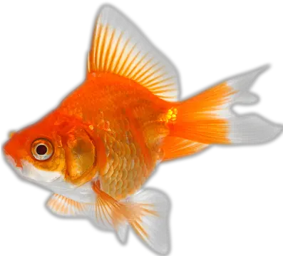 Download Goldfish Transparent Images Gold Fish Png Goldfish Transparent