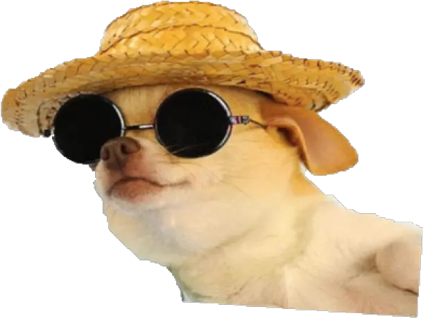 Chill Dog Png Dog With Sunglasses Png Dog Png Transparent