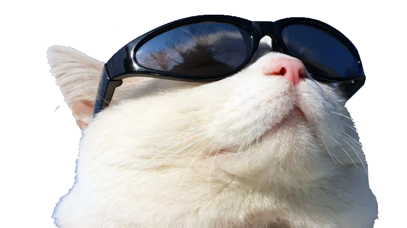 Transparent Sunglasses Png Wearing Cat Github Sunglasses Cat Sunglasses Png Github Png