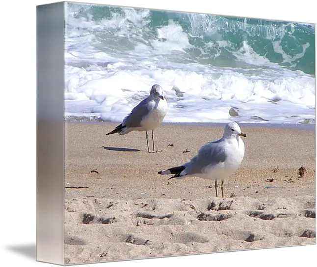 Sea Gulls European Herring Gull Png Anthony Davis Png