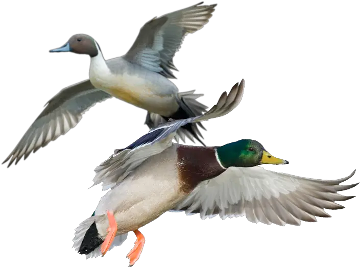 Duck Hunts Ducks And Geese Png Duck Hunt Png