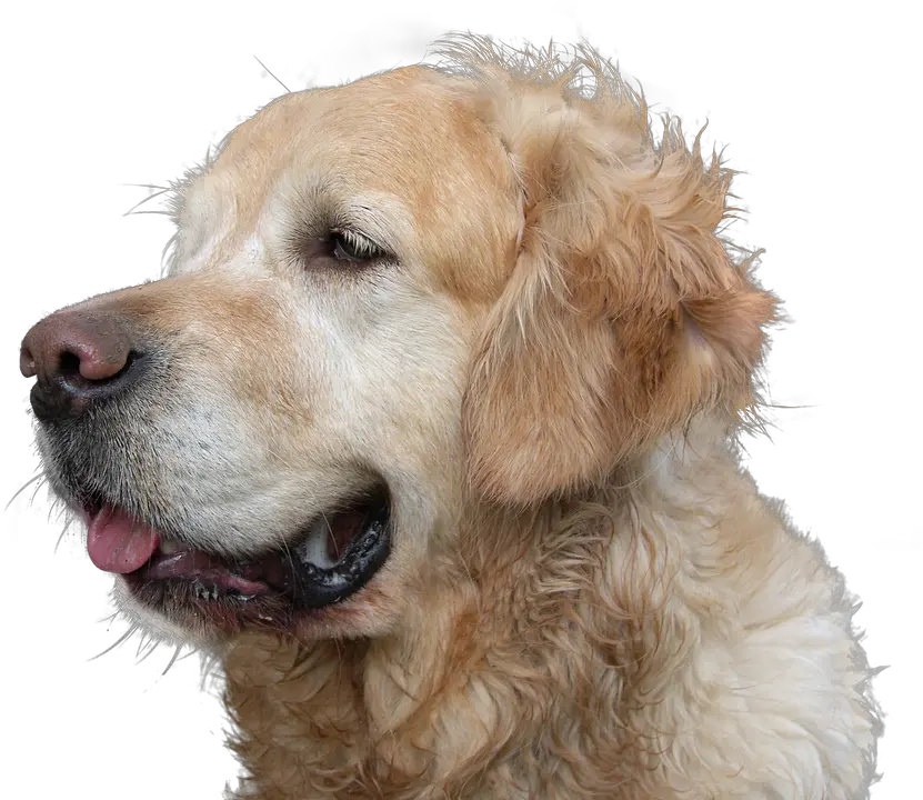 Download Hd Dog Poop Service Funny Golden Retriever Do Golden Retrievers Shed Png Funny Dog Png