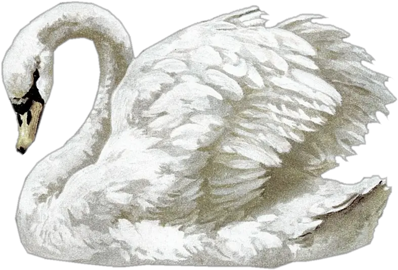 A Few Nice Freebies Vintage Swan Png Swan Png