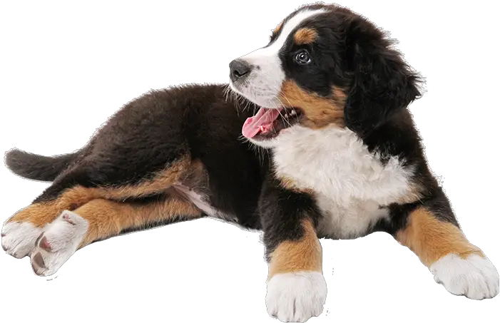 Download Schnauzer Mountain Puppy Dog Miniature Bernese Tosa Transparent Bernese Mountain Dog Png Dog With Transparent Background