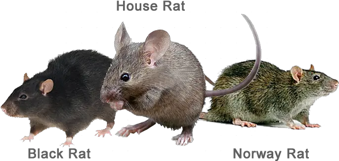 Rats Are Some Of The Most Troublesome And Damaging Types Rat Png Rats Png
