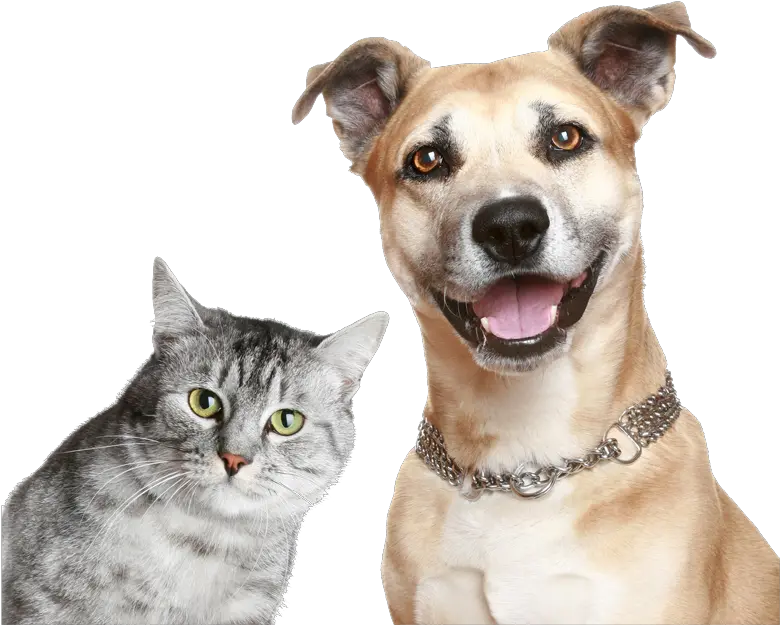 Funny Dogs Png Picture Purina Cat And Dog Funny Dog Png