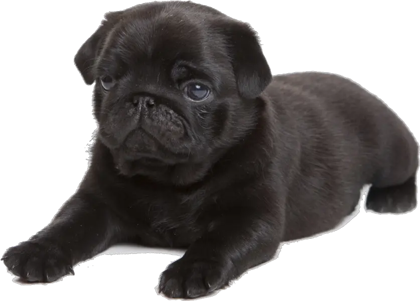 Cafepress Black Pug Tile Coaster Transparent Black Pug Png Pug Transparent Background