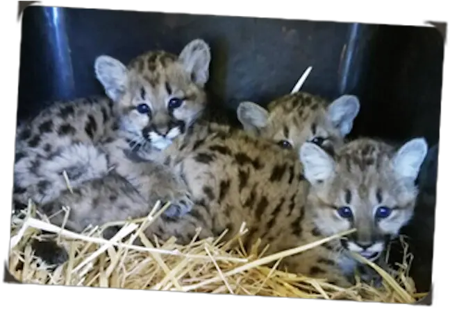 Mountain Lion Cubs Arrive Snow Leopard Png Mountain Lion Png