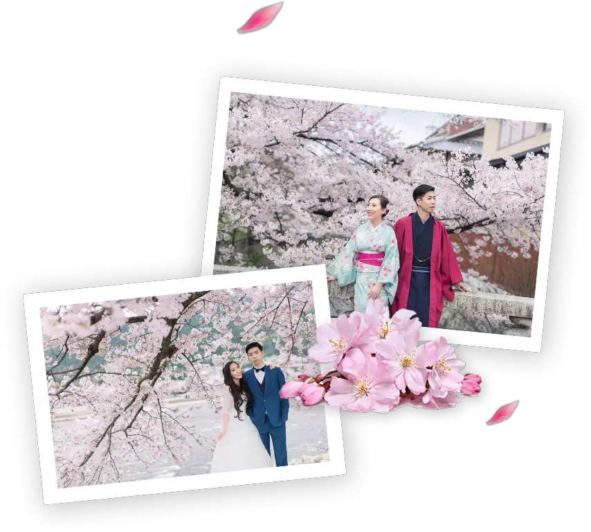 Cherry Blossoms Pre Wedding Cherry Blossom Png Cherry Blossoms Transparent