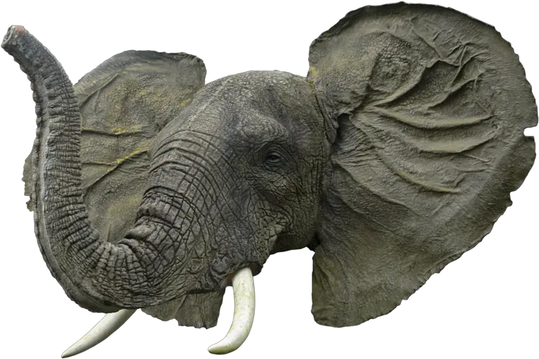 Elephant Face Png Transparent Image Elephant Head Png Elephant Transparent Background