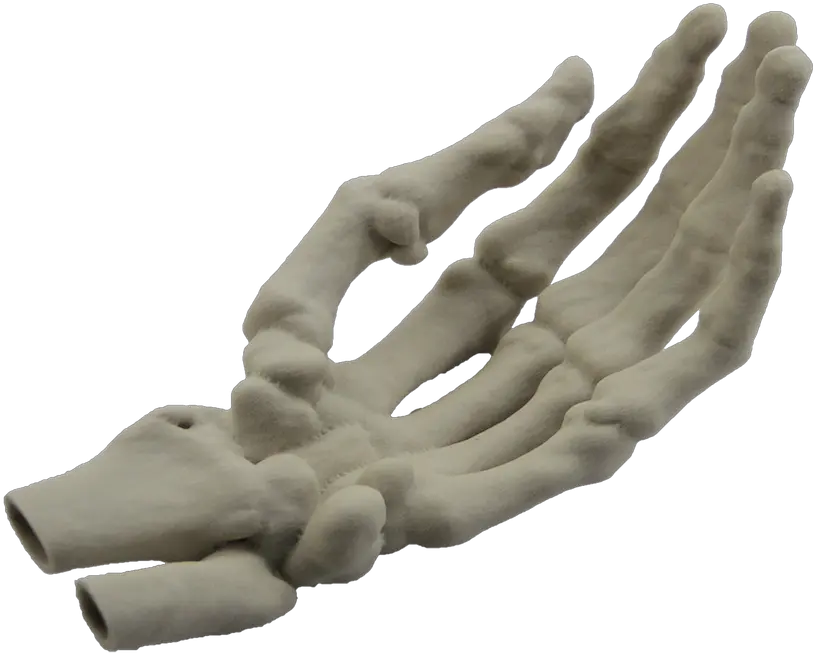 Human Skeleton Skeleton Hand Png Skeleton Hand Png