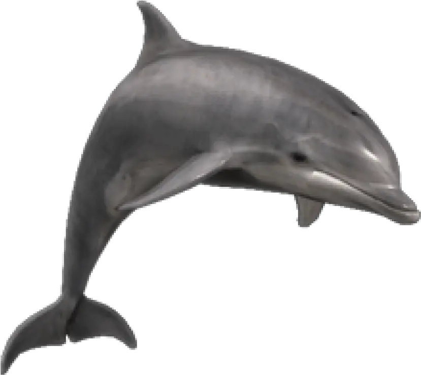 Jumpnig Dolphin Png Transparent Image Bottlenose Dolphin Png Dolphin Transparent Background