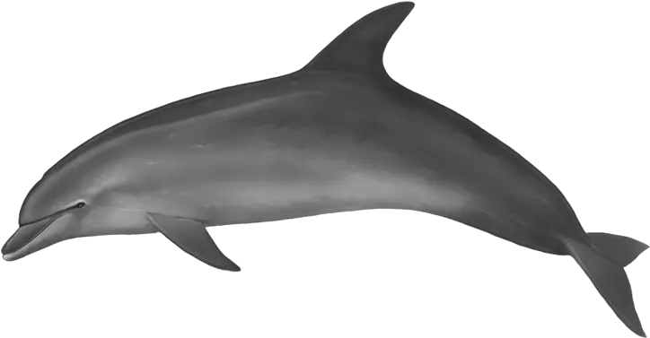 Download Spinner Dolphin Clipart Dolphin With No Background Png Dolphin Transparent Background