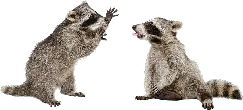 Gray Wolf Cl Racoon On White Background Png Raccoon Transparent Background
