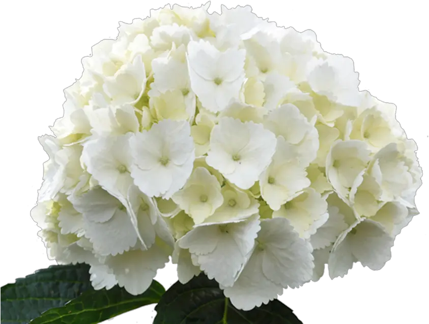 Hydrangea Jumbo White Transparent U0026 Png Clipart Free White Hydrangea Flower Png Hydrangea Png