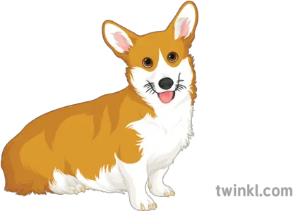 Corgi General Animals Dog Royal Queen Pets Secondary Pembroke Welsh Corgi Png Corgi Png