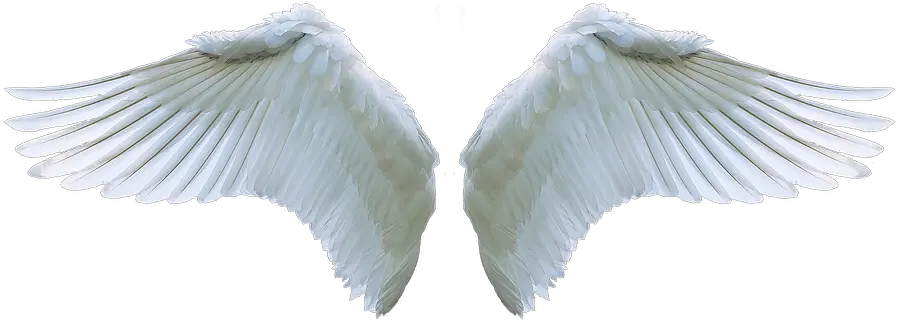 Wing Angel Swan White Swing Feather Realistic Angel Wings Transparent Background Png Wing Png