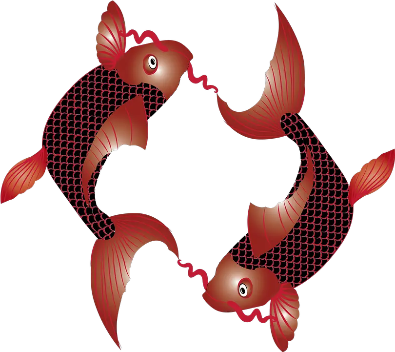 Free Photo Exotic Koi Japan Fish Carp Zen Symbol Japanese Aquarium Fish Png Zen Icon