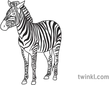 Zebra Open Eyes Animal Ks1 Black And White Rgb Illustration Zebra Png Zebra Png