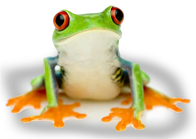 Tree Red Eyed Tree Frog No Background Png Frog Transparent Background