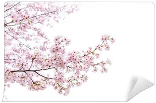 Isolated Sakura Tree Wall Mural Sakura Png Arbol Sakura Tree Png